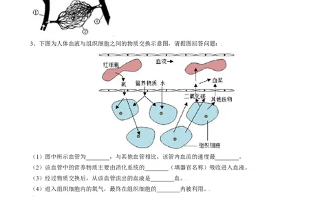 4.4.2血流的管道&mdash;血管（原卷版）_初中全科电子版试卷练习试题_生物_生物人教版7下练习_人教生物7年级下课时练习40份_第2套七年级生物下册课时练习（人教版）20份