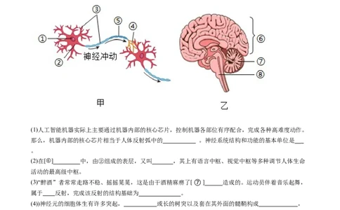 2024年中考押题预测卷02（内蒙古卷）-生物（考试版）A4_初中全科电子版试卷练习试题_生物_2024中考模拟题生物(1)_押题预测