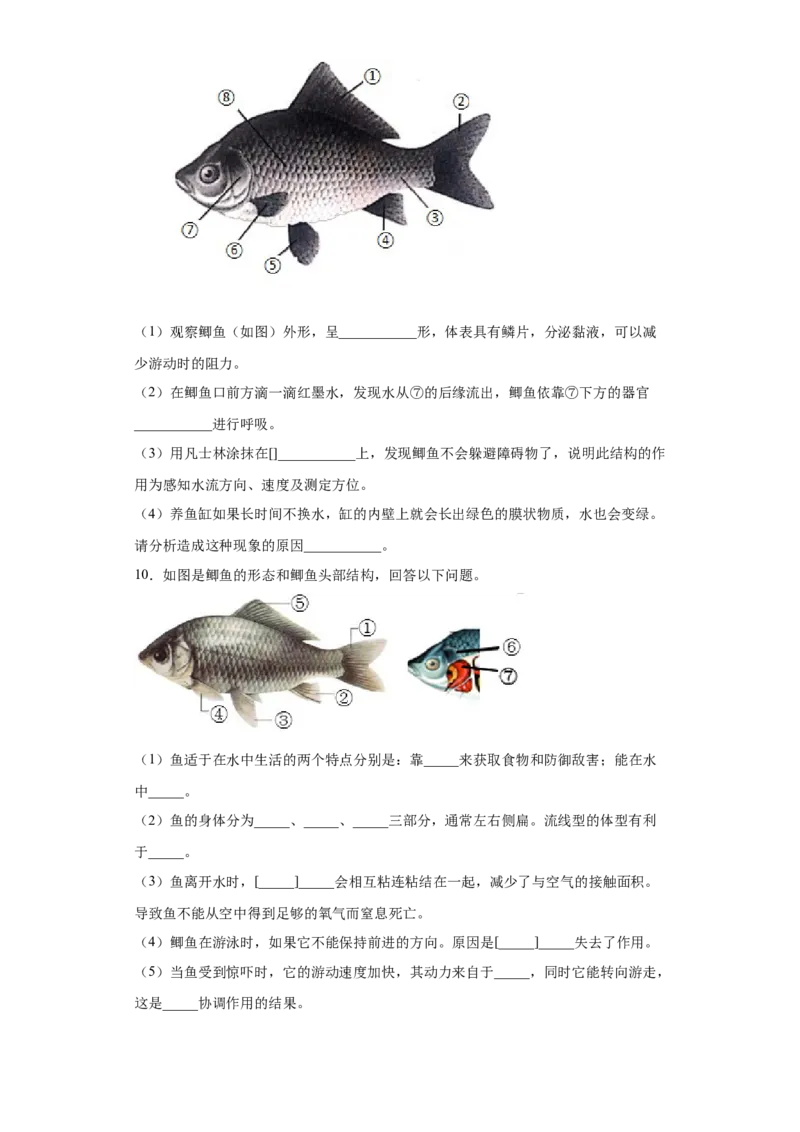 5.1.4鱼（练习）（原卷版）_初中全科电子版试卷练习试题_生物_生物8上练习_人教生物8年级上课时练习37份_第1套八年级生物上册课时练习（人教版）16份