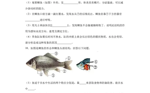 5.1.4鱼（练习）（原卷版）_初中全科电子版试卷练习试题_生物_生物8上练习_人教生物8年级上课时练习37份_第1套八年级生物上册课时练习（人教版）16份