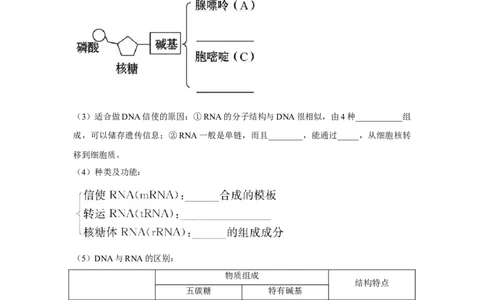 专题18基因的表达(教师版)_新高考复习资料_2023年新高考复习资料_二轮复习_增分要点2023高考生物二轮复习专题解读和分层训练291073137