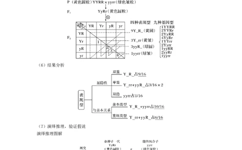 专题15基因的自由组合定律（串讲）（原卷版）_新高考复习资料_2024年新高考复习资料_一轮复习资料_完备战2024年高考生物一轮复习串讲精练（新高考专用）_串讲