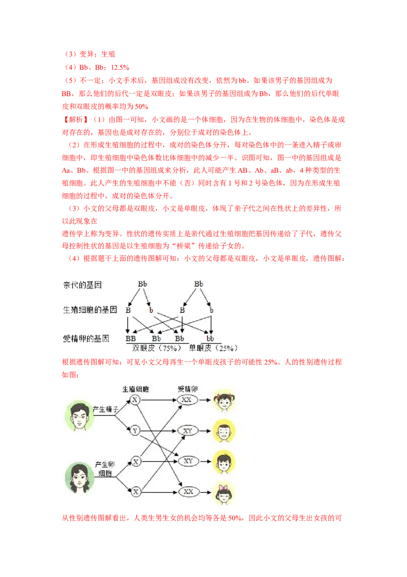 专题06人的性别遗传（解析版）-2021-2022学年八年级上学期期末复习之重难点突破（人教版）_初中全科电子版试卷练习试题_生物_生物8上练习_人教生物8年级上专项练习23份
