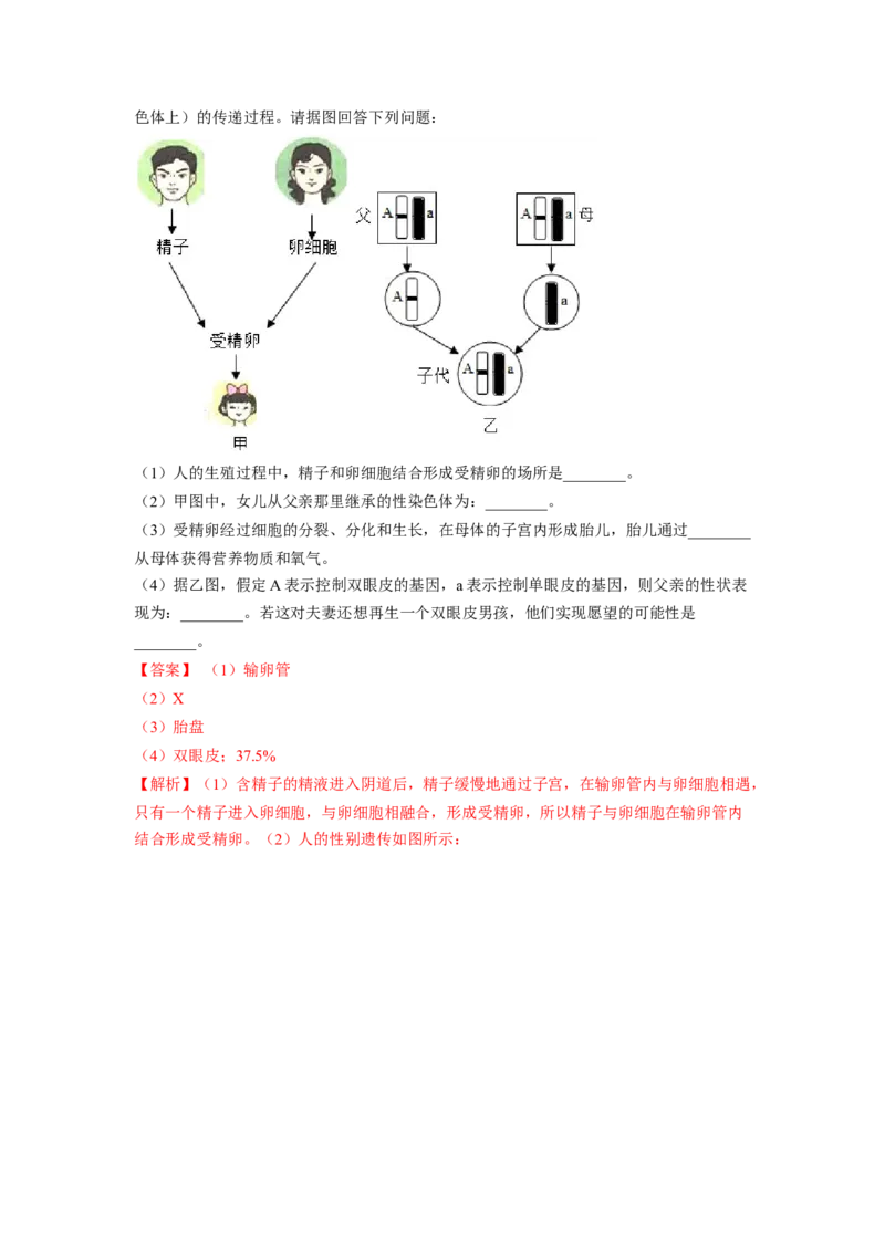专题06人的性别遗传（解析版）-2021-2022学年八年级上学期期末复习之重难点突破（人教版）_初中全科电子版试卷练习试题_生物_生物8上练习_人教生物8年级上专项练习23份