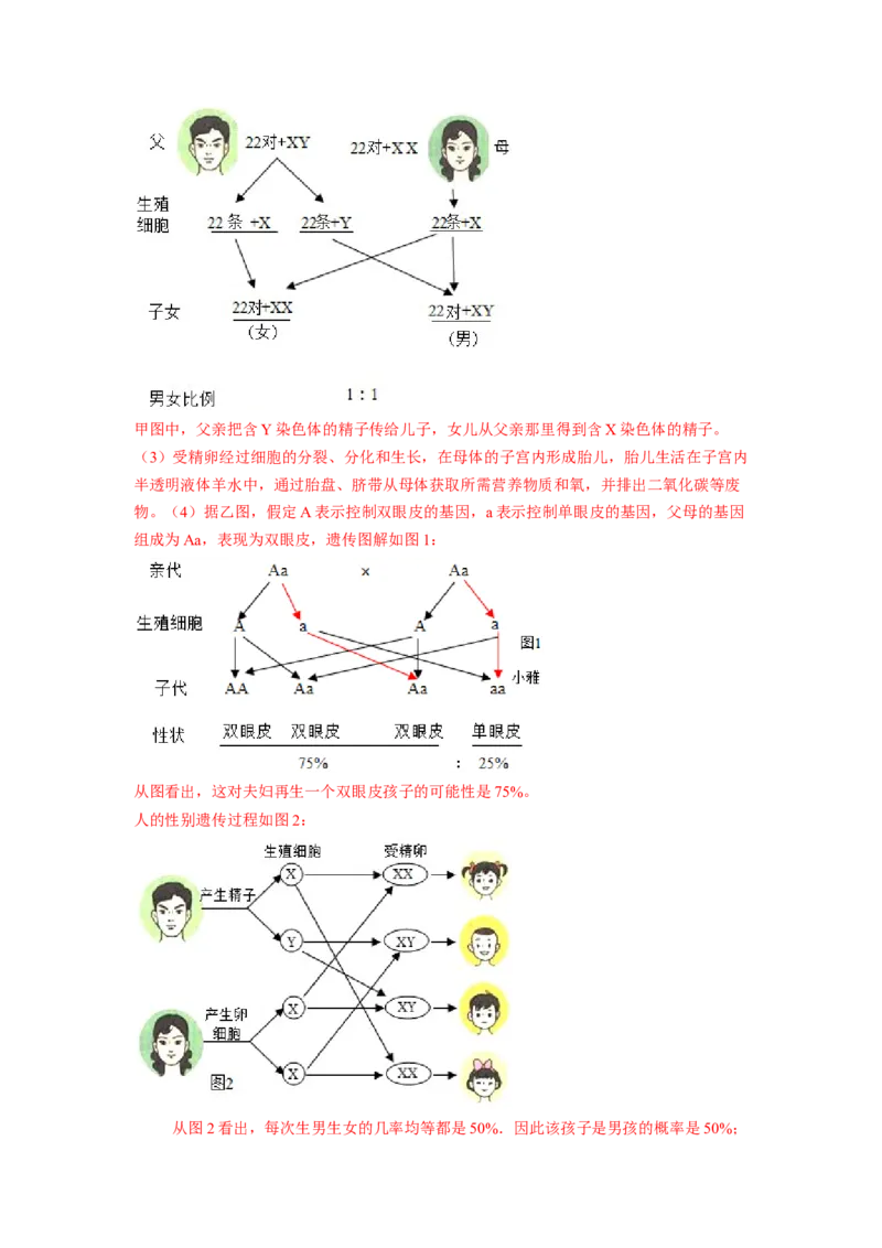 专题06人的性别遗传（解析版）-2021-2022学年八年级上学期期末复习之重难点突破（人教版）_初中全科电子版试卷练习试题_生物_生物8上练习_人教生物8年级上专项练习23份