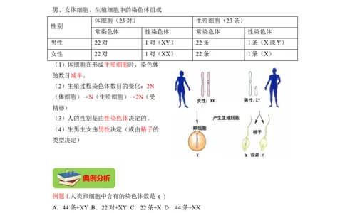 专题06人的性别遗传（解析版）-2021-2022学年八年级上学期期末复习之重难点突破（人教版）_初中全科电子版试卷练习试题_生物_生物8上练习_人教生物8年级上专项练习23份