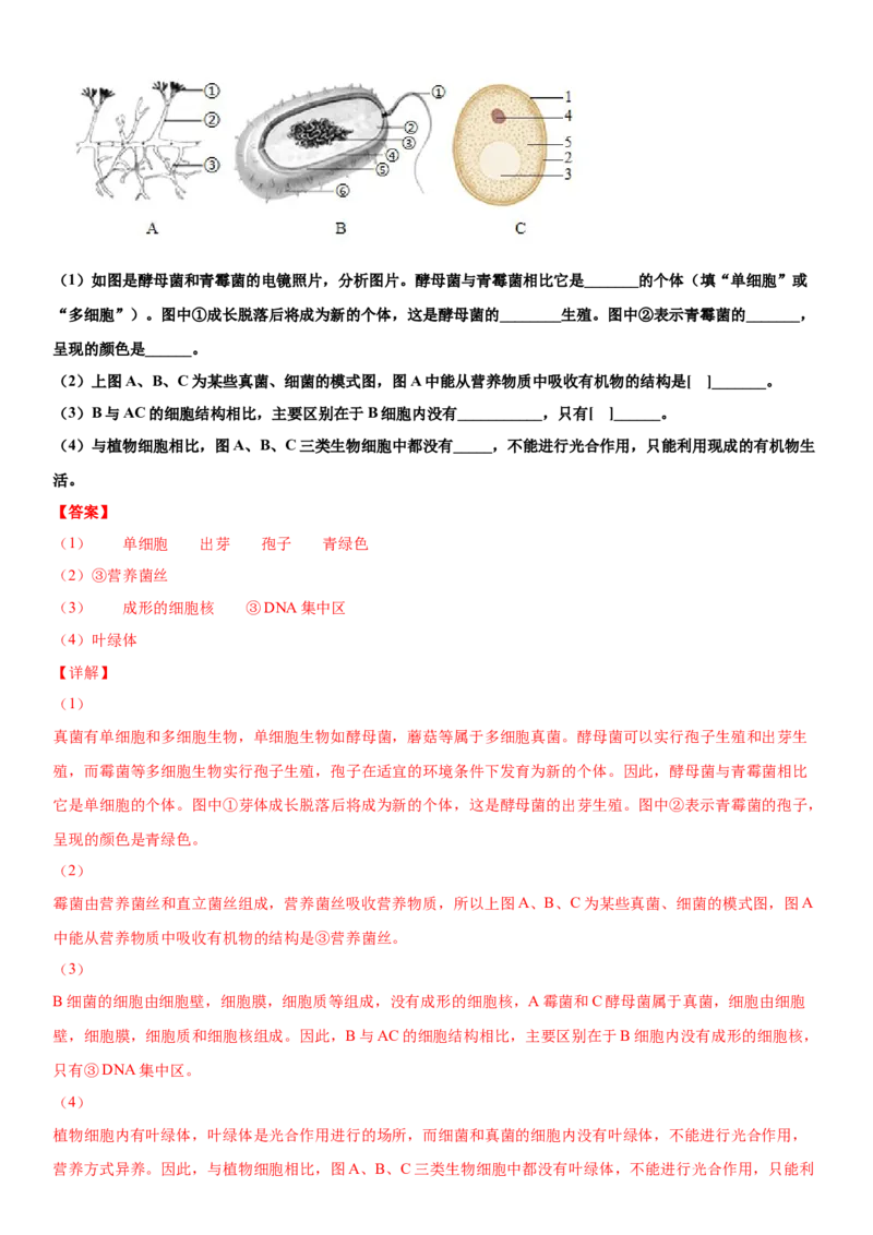 5.4.3真菌（练习）（解析版）_初中全科电子版试卷练习试题_生物_生物8上练习_人教生物8年级上课时练习37份_第1套八年级生物上册课时练习（人教版）16份