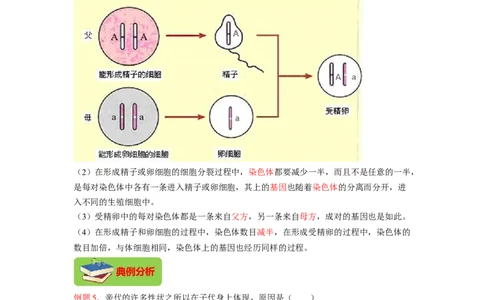 专题04基因控制生物的形状及基因在亲子代间的传递（解析版）-2021-2022学年八年级上学期期末复习之重难点突破（人教版）_初中全科电子版试卷练习试题_生物_生物8上练习