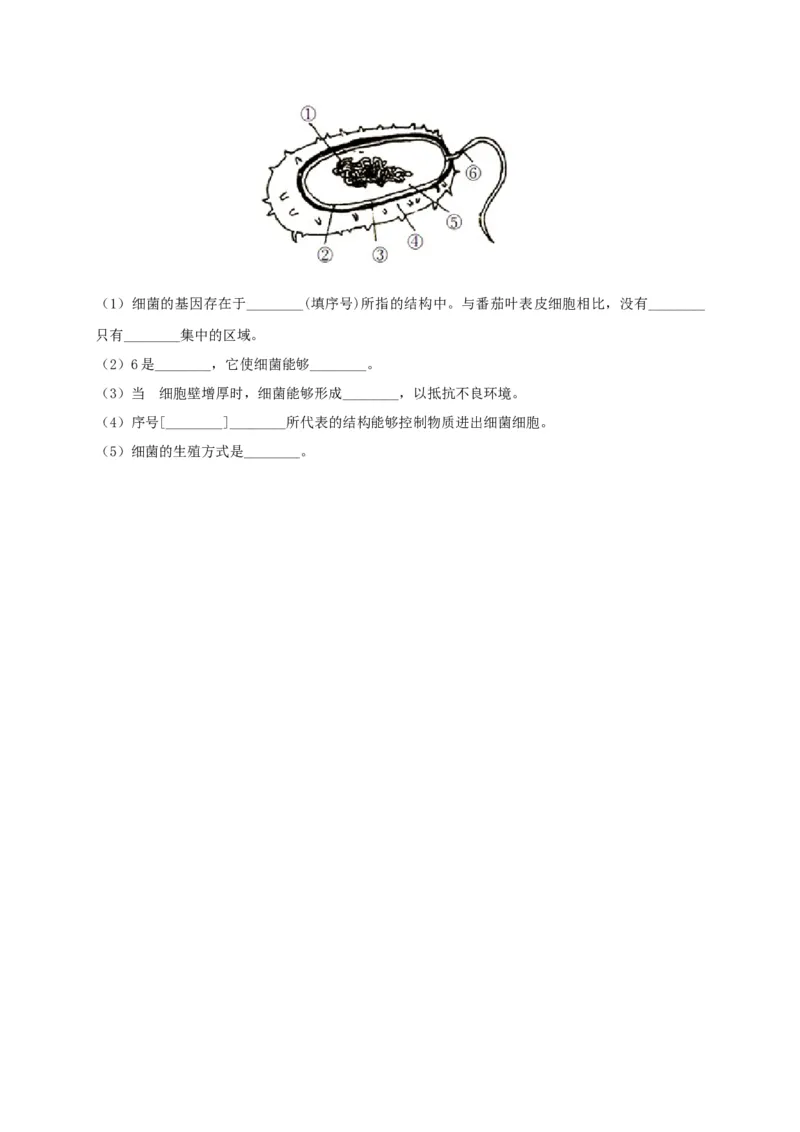 5.4.2细菌（备作业）-（人教版）（原卷版）_初中全科电子版试卷练习试题_生物_生物8上练习_人教生物8年级上课时练习37份_第2套八年级生物上册课时练习（人教版）21份