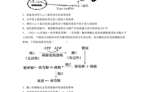 专题25体液调节（精练）（原卷版）_新高考复习资料_2024年新高考复习资料_一轮复习资料_完备战2024年高考生物一轮复习串讲精练（新高考专用）_精练