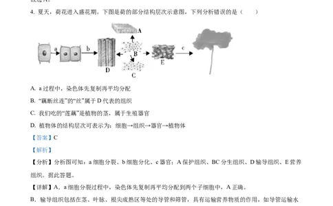 08八年级下学期期中生物试题（解析版）_初中全科电子版试卷练习试题_生物_生物8下练习_人教生物8年级下期中试卷10份