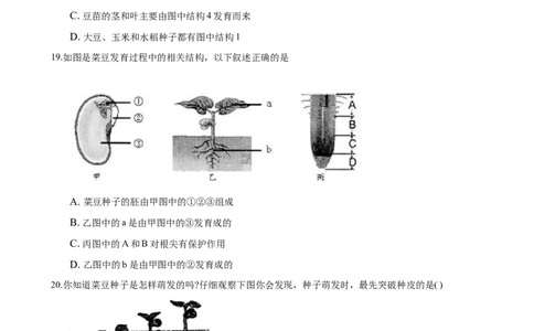 专题3.2.1种子的萌发（原卷版）_初中全科电子版试卷练习试题_生物_生物人教版7上练习&mdash;24新版已更新_人教生物7年级上课时练习39份_七年级生物上册课时练习（人教版）18份