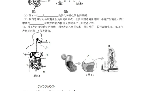 4.2.2消化和吸收-（人教版）（原卷版）_初中全科电子版试卷练习试题_生物_生物人教版7下练习_人教生物7年级下课时练习40份_第1套七年级生物下册课时练习（人教版）20份