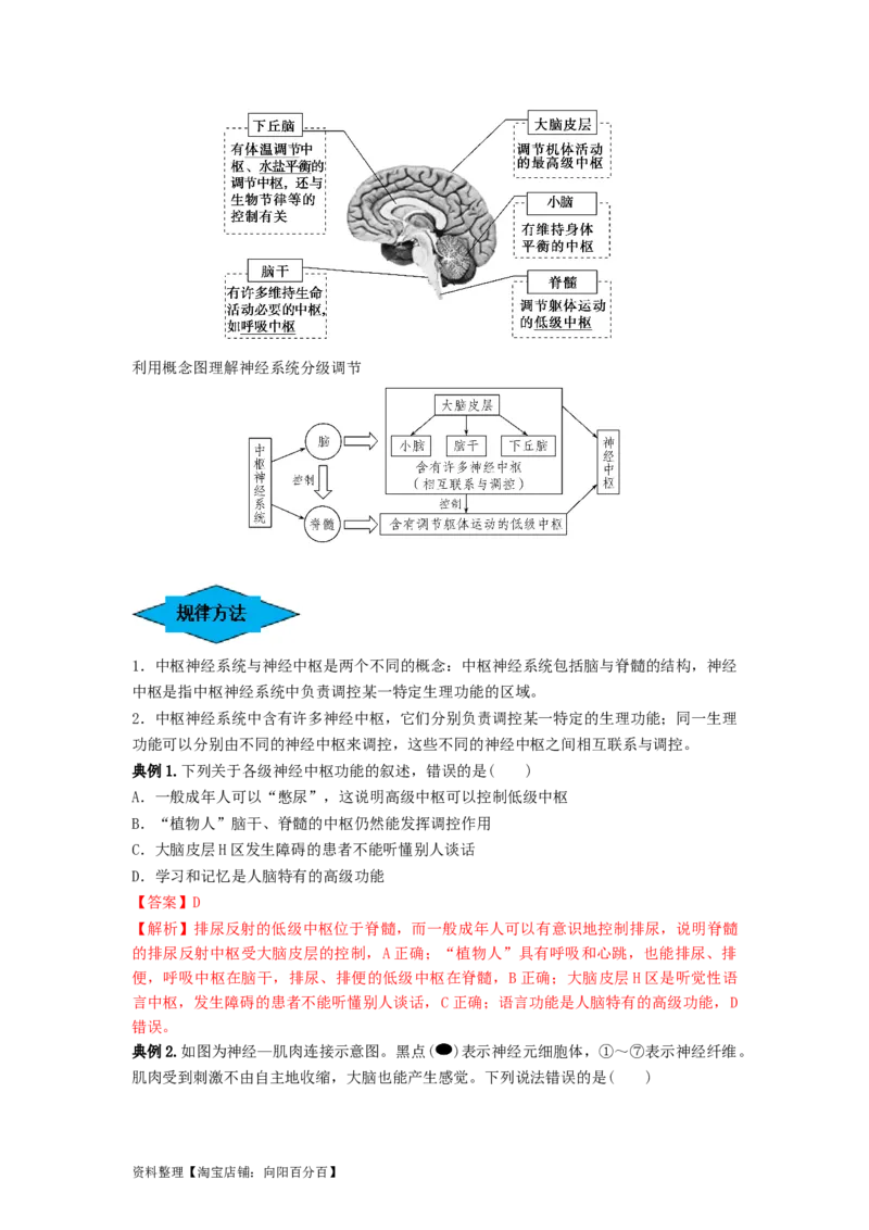 专题24神经调节（串讲）（解析版）_新高考复习资料_2024年新高考复习资料_一轮复习资料_完备战2024年高考生物一轮复习串讲精练（新高考专用）_串讲_解析版