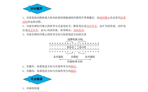 专题24神经调节（串讲）（解析版）_新高考复习资料_2024年新高考复习资料_一轮复习资料_完备战2024年高考生物一轮复习串讲精练（新高考专用）_串讲_解析版