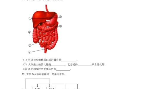 七年级下学期期末学业质量监测生物试题（原卷版）_初中全科电子版试卷练习试题_生物_生物人教版7下练习_人教生物7年级下期末试卷11份
