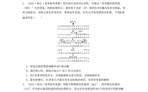 专题24基因工程（原卷版）_通用版（老高考）复习资料_2024年复习资料_完备战2024年高考生物一轮复习抢分特训（全国通用）