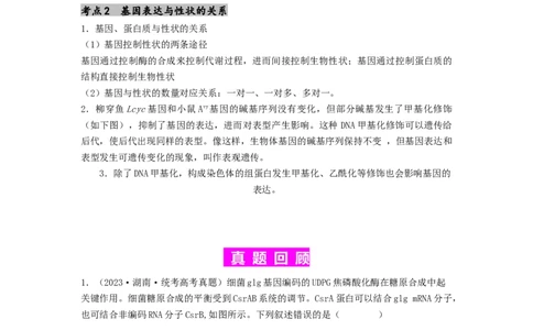 专题14基因的表达（原卷版）_通用版（老高考）复习资料_2024年复习资料_完备战2024年高考生物一轮复习抢分特训（全国通用）