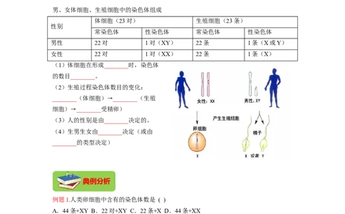 专题06人的性别遗传（原卷版）-2021-2022学年八年级上学期期末复习之重难点突破（人教版）_初中全科电子版试卷练习试题_生物_生物8上练习_人教生物8年级上专项练习23份