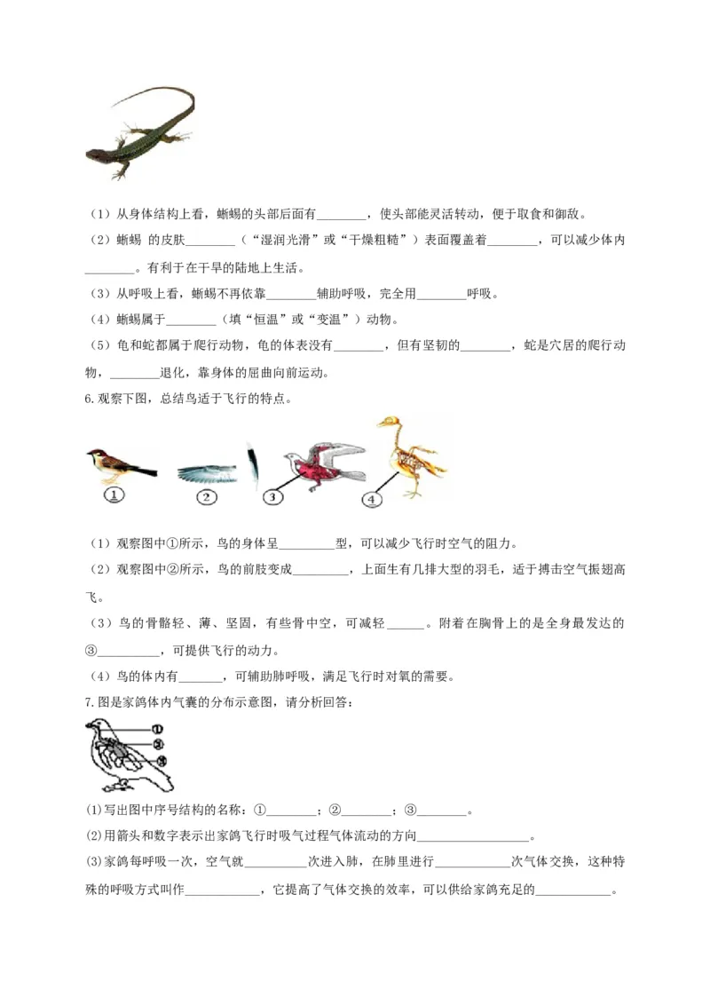 专练04（识图题）-八年级生物上册期中考点必杀题（人教版）（原卷版）_初中全科电子版试卷练习试题_生物_生物8上练习_人教生物8年级上专项练习23份