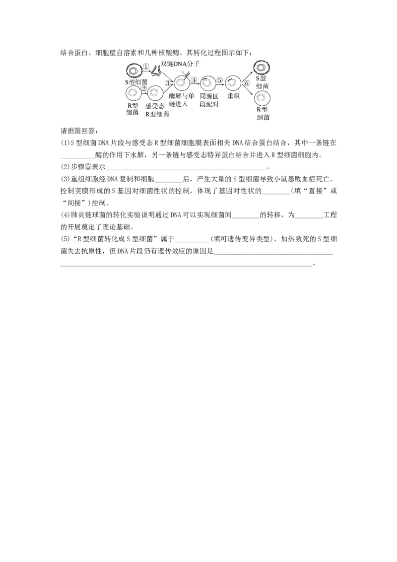 专题17DNA是主要的遗传物质（精练）（原卷版）_新高考复习资料_2024年新高考复习资料_一轮复习资料_完备战2024年高考生物一轮复习串讲精练（新高考专用）_精练