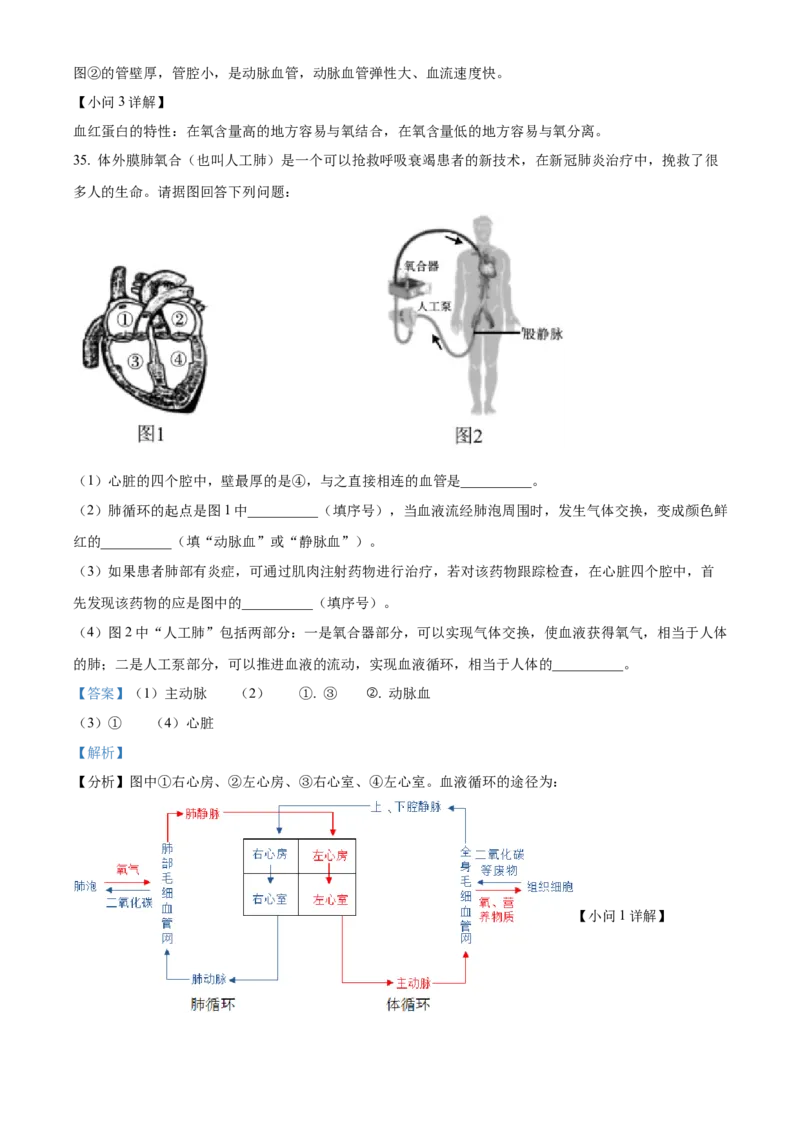 3七年级下学期期中生物试题（解析版）_初中全科电子版试卷练习试题_生物_生物人教版7下练习_人教生物7年级下期中试卷07份