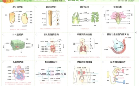 2025春53初中试卷生物人教版7年级下册_初中全科电子版试卷练习试题_初中全科《53中考试卷》2025版（多版本）_2025春53初中试卷7年级下册人教版(1)