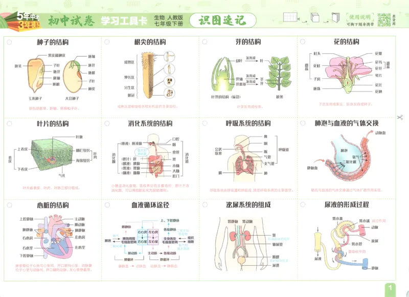 2025春53初中试卷生物人教版7年级下册_初中全科电子版试卷练习试题_初中全科《53中考试卷》2025版（多版本）_2025春53初中试卷7年级下册人教版(1)