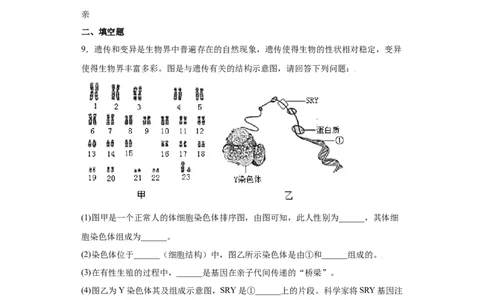 7.2.4人的性别遗传（练习）-（人教版）（原卷版）_初中全科电子版试卷练习试题_生物_生物8下练习_人教生物8年级下课时练习51份