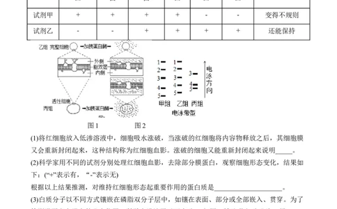 专题2细胞的结构与物质运输（非选择题）&mdash;&mdash;2025届高考生物学模块分练新高考版（含解析）_2025年新高考资料_二轮复习