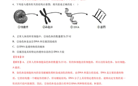 7.2.2基因在亲子代间的传递（基础练）-（人教版）（解析版）_初中全科电子版试卷练习试题_生物_生物8下练习_人教生物8年级下课时练习51份