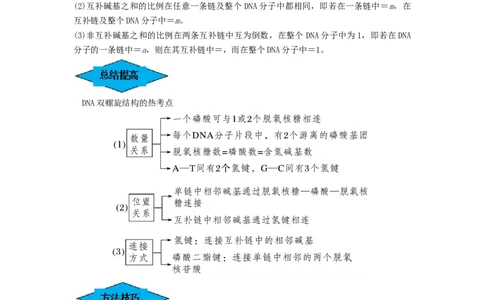 专题18DNA分子的结构、复制及基因的本质（串讲）（解析版）_新高考复习资料_2024年新高考复习资料_一轮复习资料_完备战2024年高考生物一轮复习串讲精练（新高考专用）_串讲_解析版