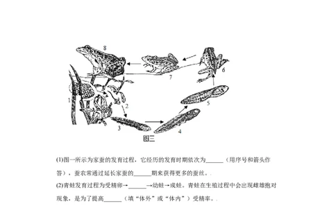 7.1.3两栖动物的生殖和发育（练习）-（人教版）（原卷版）_初中全科电子版试卷练习试题_生物_生物8下练习_人教生物8年级下课时练习51份
