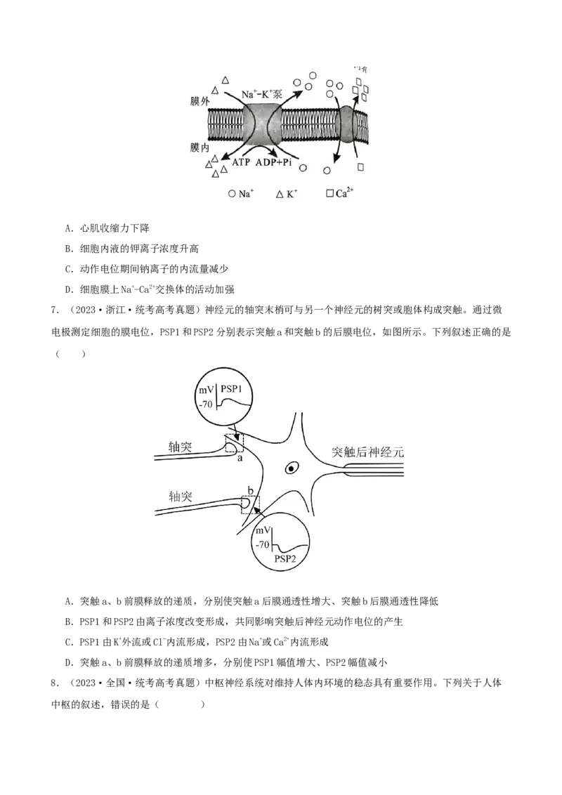 专题综合练08动物生命活动调节(原卷版)_新高考复习资料_2024年新高考复习资料_一轮复习资料_完备战2024年高考生物一轮复习考点帮（新高考）_选择性必修1