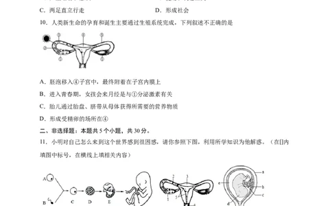 第一单元人的由来（提分小卷）-单元测试（人教版）（原卷版）_初中全科电子版试卷练习试题_生物_生物人教版7下练习_人教生物7年级下单元试卷33份