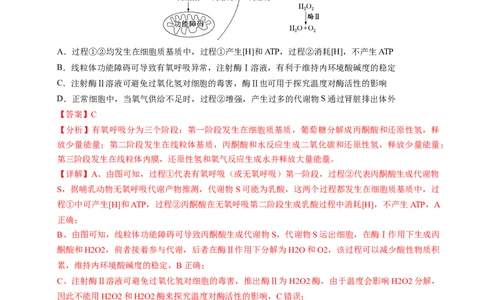 信息必刷卷01（新高考通用）解析版_2025年新高考资料_2025考前信息卷_2025年高考生物考前信息必刷卷（新高考通用）3443035