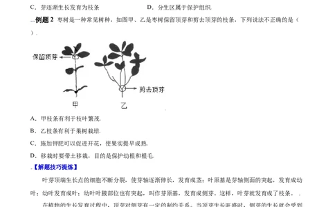 必考点17植株的生长-（人教版）（原卷版）_初中全科电子版试卷练习试题_生物_生物人教版7上练习&mdash;24新版已更新_人教生物7年级上专项练习28份