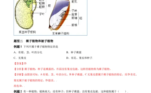 必考点15种子植物-（人教版）（解析版）_初中全科电子版试卷练习试题_生物_生物人教版7上练习&mdash;24新版已更新_人教生物7年级上专项练习28份