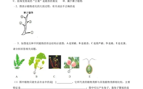 必考点15种子植物-（人教版）（原卷版）_初中全科电子版试卷练习试题_生物_生物人教版7上练习&mdash;24新版已更新_人教生物7年级上专项练习28份