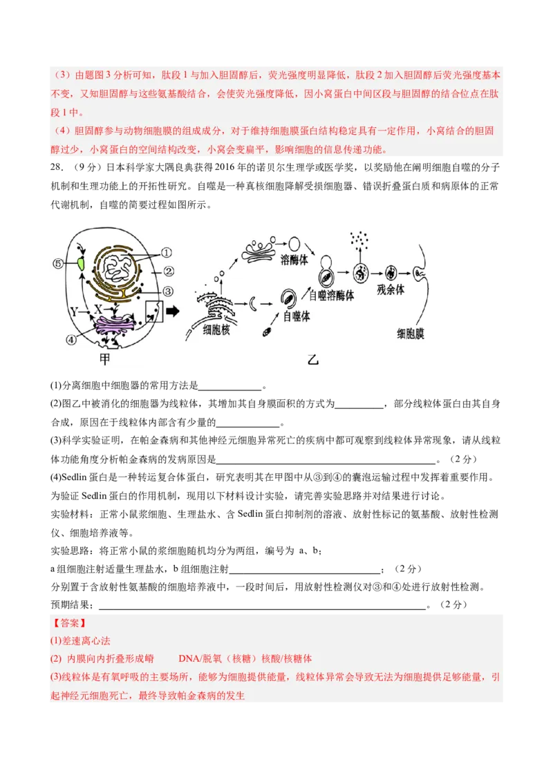 单元检测卷02细胞的结构、功能和物质运输（解析版）_2025年新高考资料_一轮复习_2025年高考生物一轮复习考点通关卷（新高考通用）