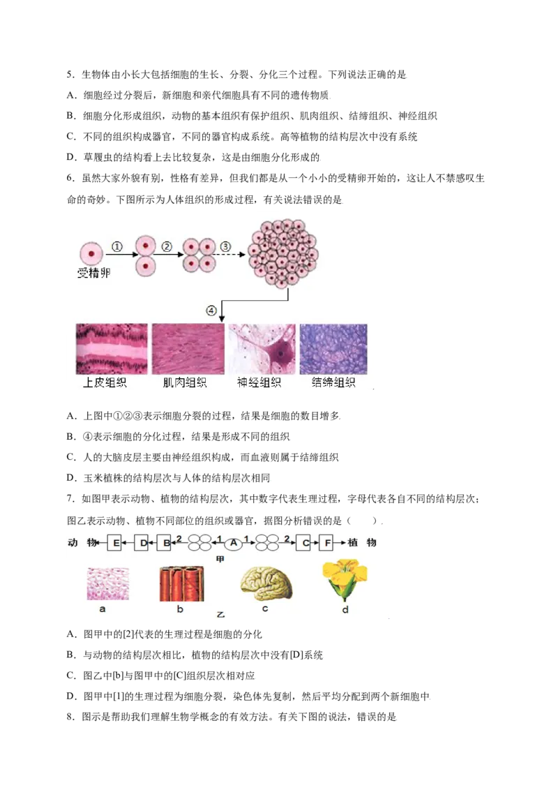 第2单元（第2章）细胞怎样构成生物体（提分小卷）（人教版）（原卷版）_初中全科电子版试卷练习试题_生物_生物人教版7上练习&mdash;24新版已更新_人教生物7年级上单元试卷36份