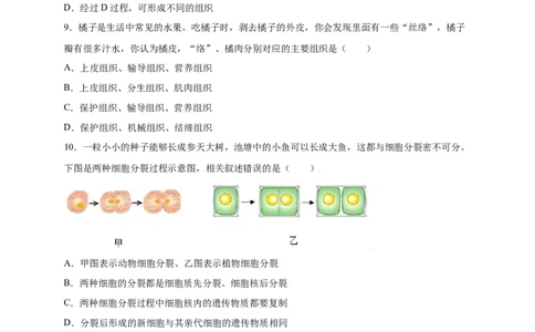 第2单元（第2章）细胞怎样构成生物体（提分小卷）（人教版）（原卷版）_初中全科电子版试卷练习试题_生物_生物人教版7上练习&mdash;24新版已更新_人教生物7年级上单元试卷36份