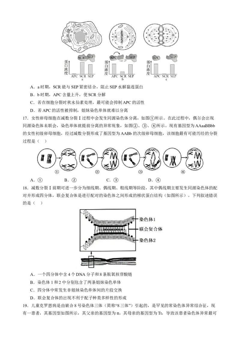 专题三细胞的生命历程（原卷版）_2025年新高考资料_二轮复习_01高考语文等多个文件_上好课2025年高考生物二轮复习讲练测（新高考通用）