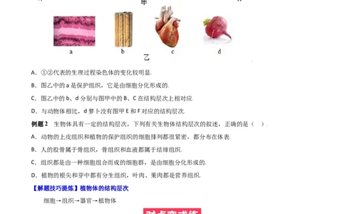 必考点12植物体的结构层次-（人教版）（原卷版）_初中全科电子版试卷练习试题_生物_生物人教版7上练习&mdash;24新版已更新_人教生物7年级上专项练习28份