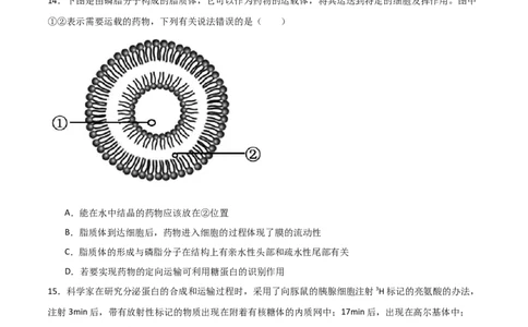 单元检测卷02细胞的结构、功能和物质运输（原卷版）_新高考复习资料_2024年新高考复习资料_一轮复习资料_完2024年高考生物一轮复习考点通关卷（新高考）
