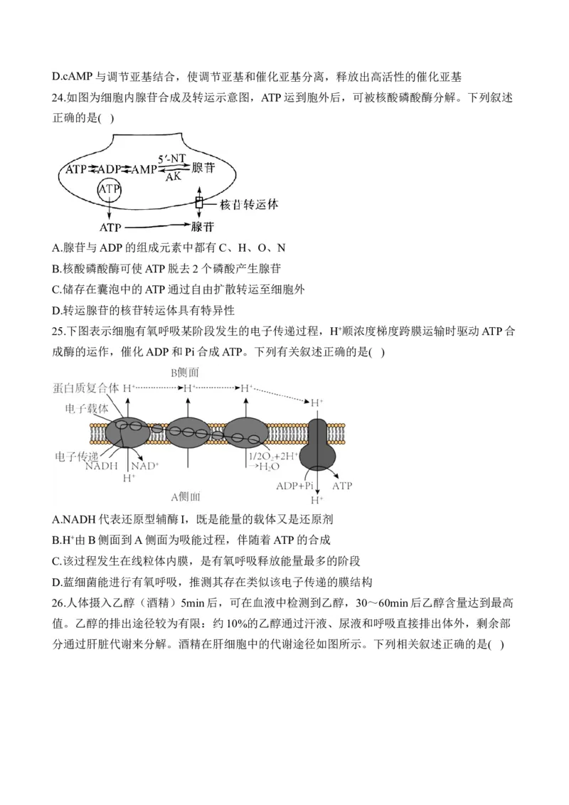 专题四细胞的能量供应和利用&mdash;&mdash;2025届高考生物考点剖析（含解析）_2025年新高考资料_一轮复习_2025届高考生物一轮复习考点剖析练习（有解析）