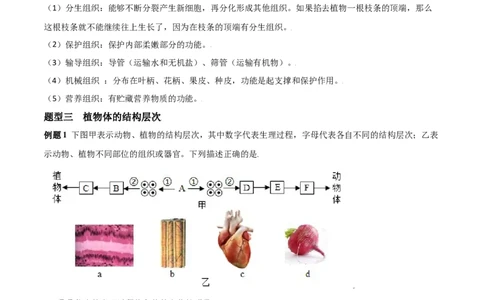 必考点12植物体的结构层次-（人教版）（解析版）_初中全科电子版试卷练习试题_生物_生物人教版7上练习&mdash;24新版已更新_人教生物7年级上专项练习28份