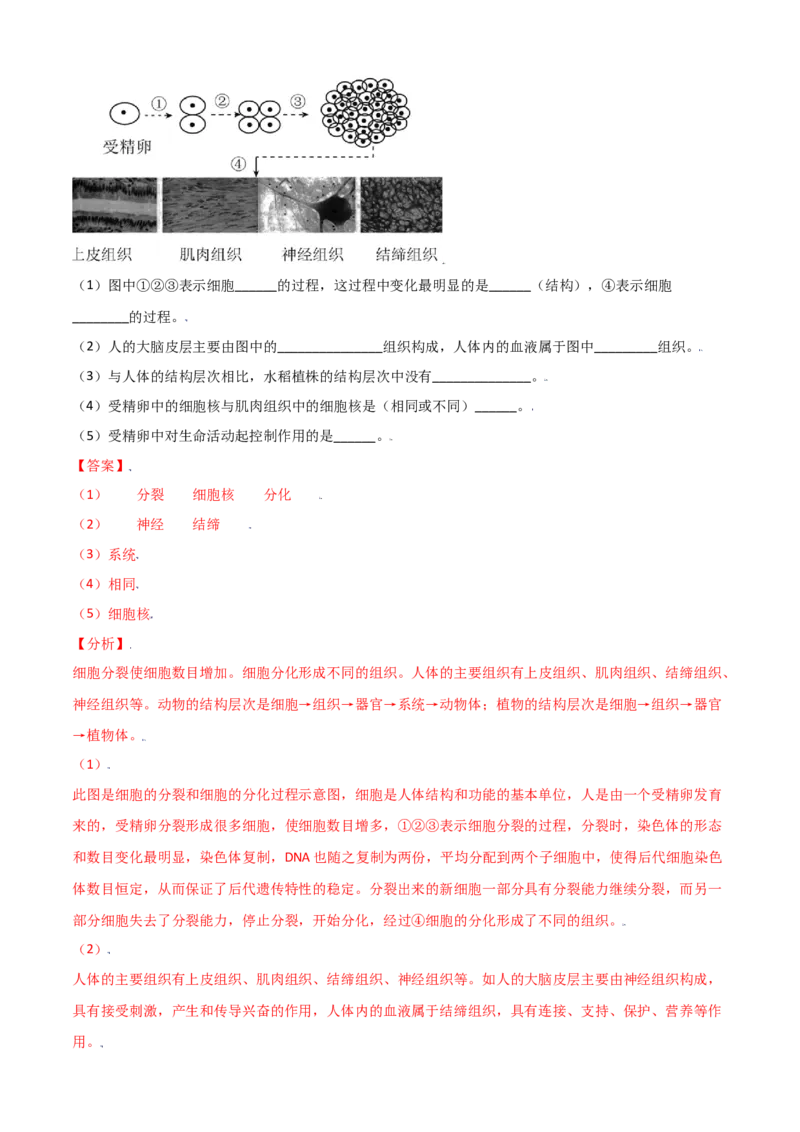 必考点11动物体的结构层次-（人教版）（解析版）_初中全科电子版试卷练习试题_生物_生物人教版7上练习&mdash;24新版已更新_人教生物7年级上专项练习28份