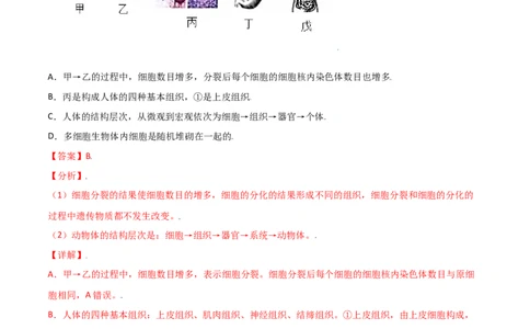 必考点11动物体的结构层次-（人教版）（解析版）_初中全科电子版试卷练习试题_生物_生物人教版7上练习&mdash;24新版已更新_人教生物7年级上专项练习28份