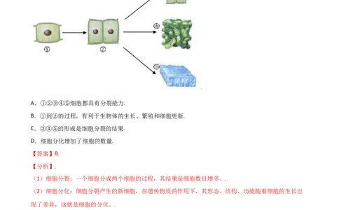 必考点11动物体的结构层次-（人教版）（解析版）_初中全科电子版试卷练习试题_生物_生物人教版7上练习&mdash;24新版已更新_人教生物7年级上专项练习28份
